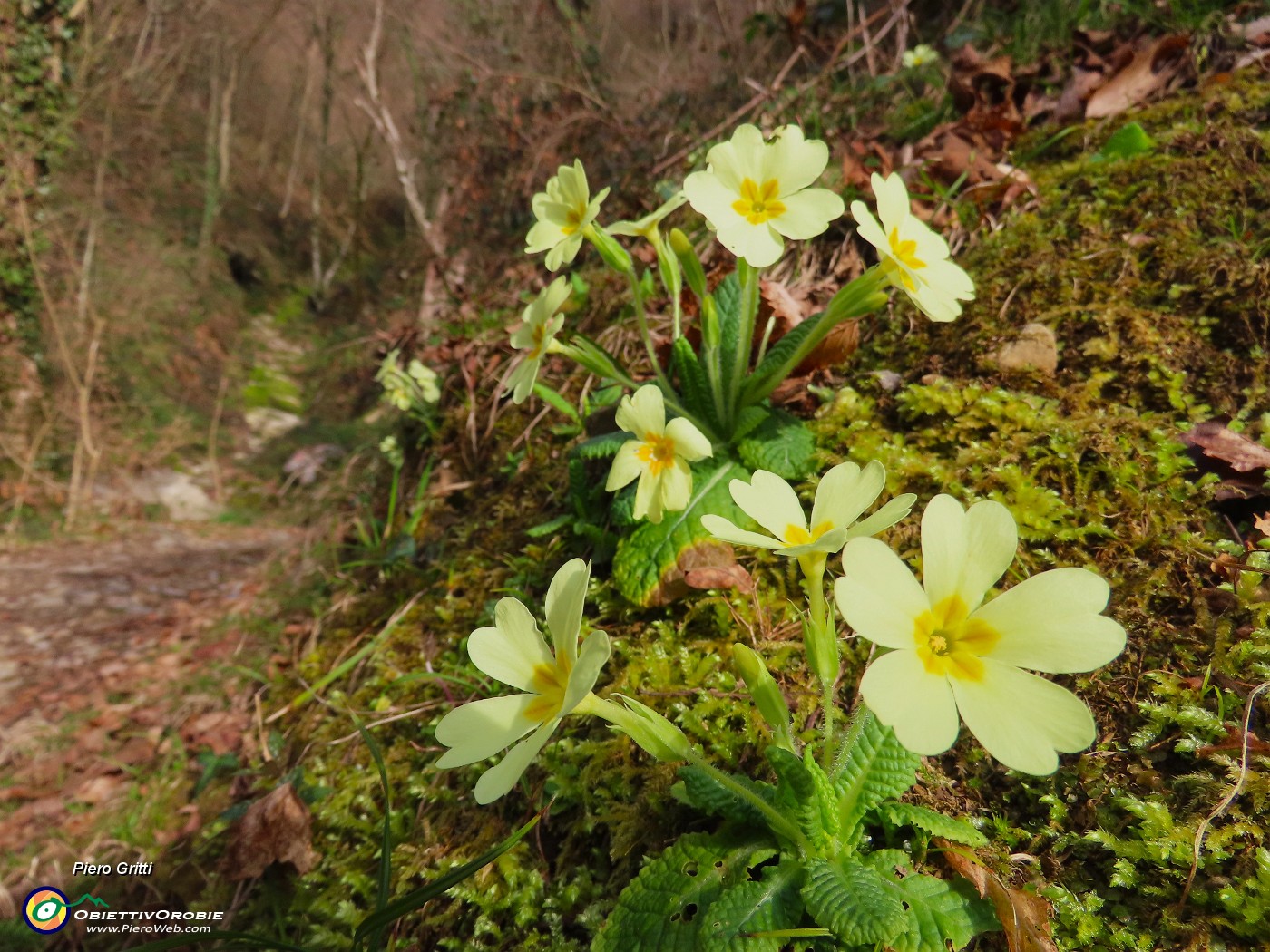 25 Il sentiero nel primo tratto pianeggiante è adornato da primule in fiore.JPG